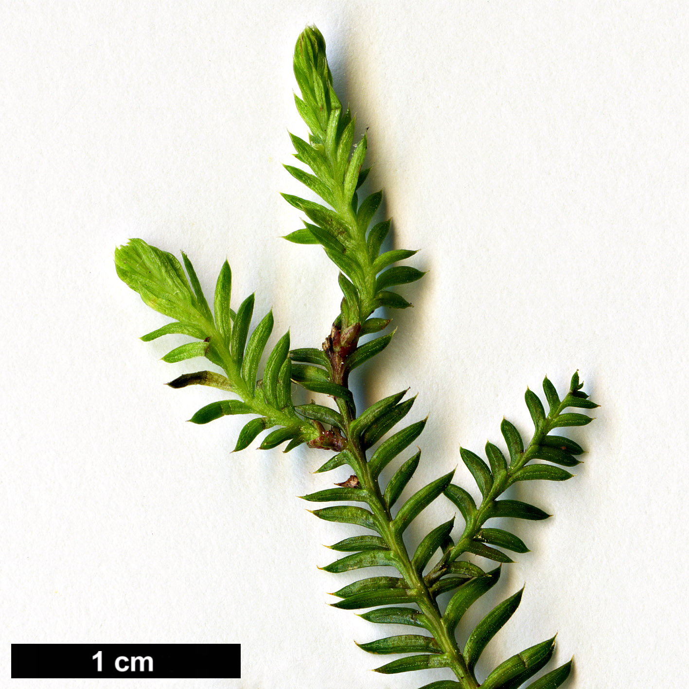 High resolution image: Family: Podocarpaceae - Genus: Dacrycarpus - Taxon: dacrydioides